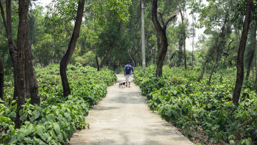 Green walking trail surrounded by trees in Mandi–Gwal Pahari near CS Realty Suvilasa Villas Gurgaon